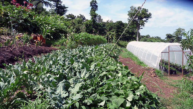 Organic Gardening In Fiji