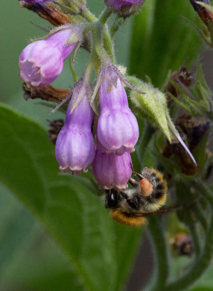 Saving The Bees?